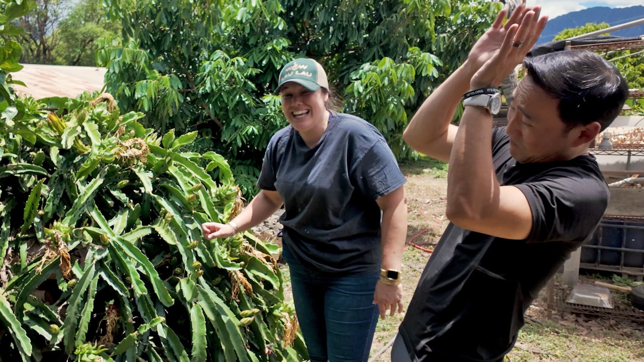 Pig Farming in Waiʻanae