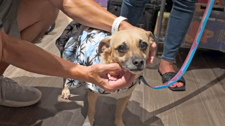 Small tan dog in a blue floral shirt is gently held indoors, looking anxiously at the camera beside a colorful leash.