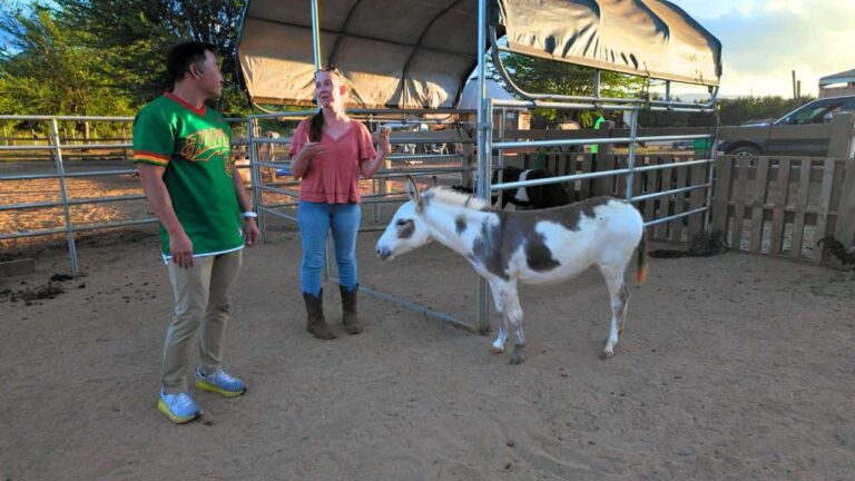 Two people stand beside a spotted miniature horse in a sunny farm enclosure, creating a friendly, educational scene with pens and trees behind them.