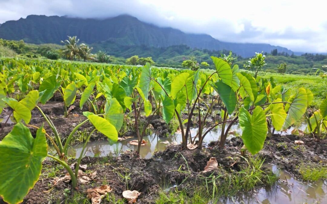 Lush taro field with broad green leaves and standing water stretches toward misty mountains under cloudy skies, creating a serene tropical scene.
