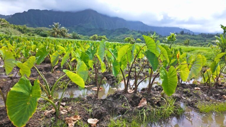 Lush taro field with broad green leaves and standing water stretches toward misty mountains under cloudy skies, creating a serene tropical scene.